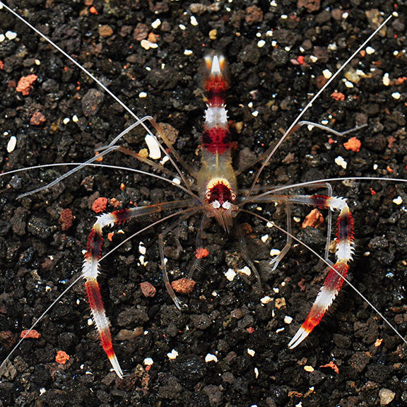 Banded Coral Shrimp - Stenopus hispidus