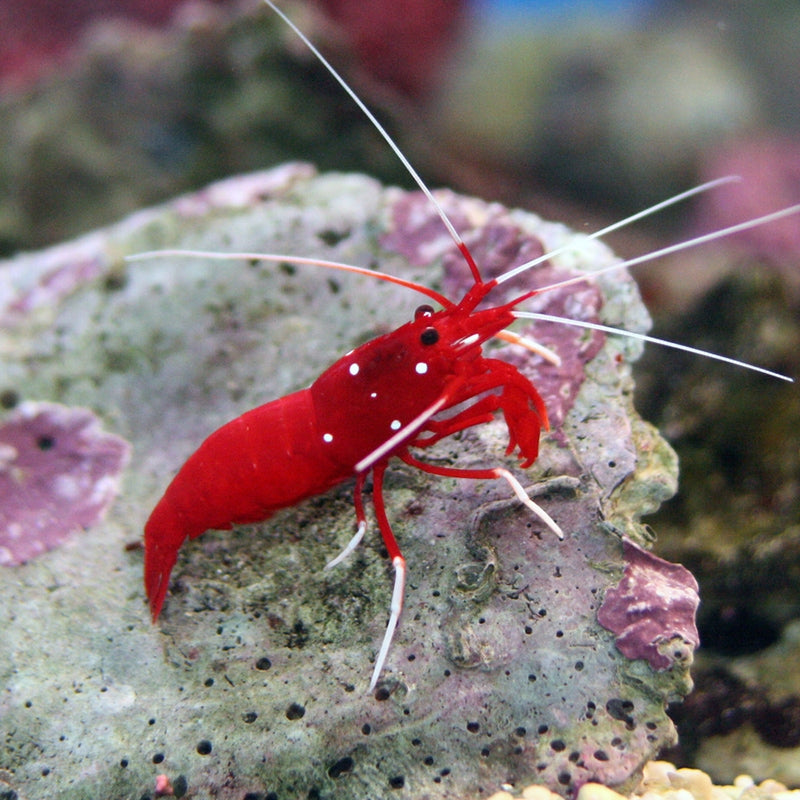 Blood Red Fire Shrimp - Lysmata debelius