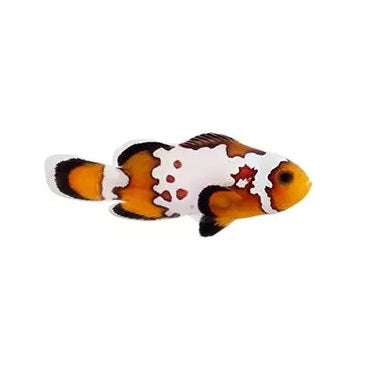 Bullet Hole Ocellaris Clownfish - Captive Bred - Small - 1" to 1.25"