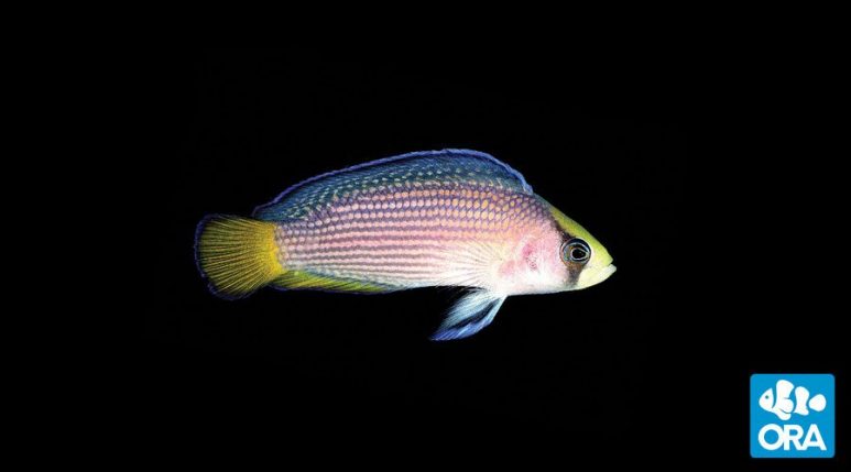 Splendid Dottyback (Manonichthys splendens)