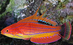 Carpenter's Flasher Wrasse - Paracheilinus carpenteri
