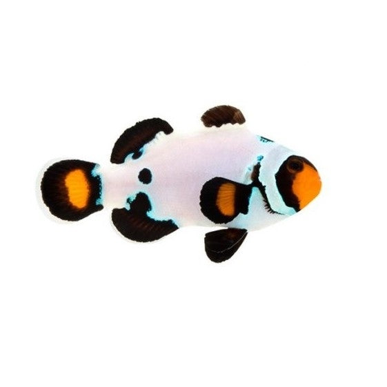 Frostbite Ocellaris Clownfish - Captive Bred - Small - 1 to 1.25