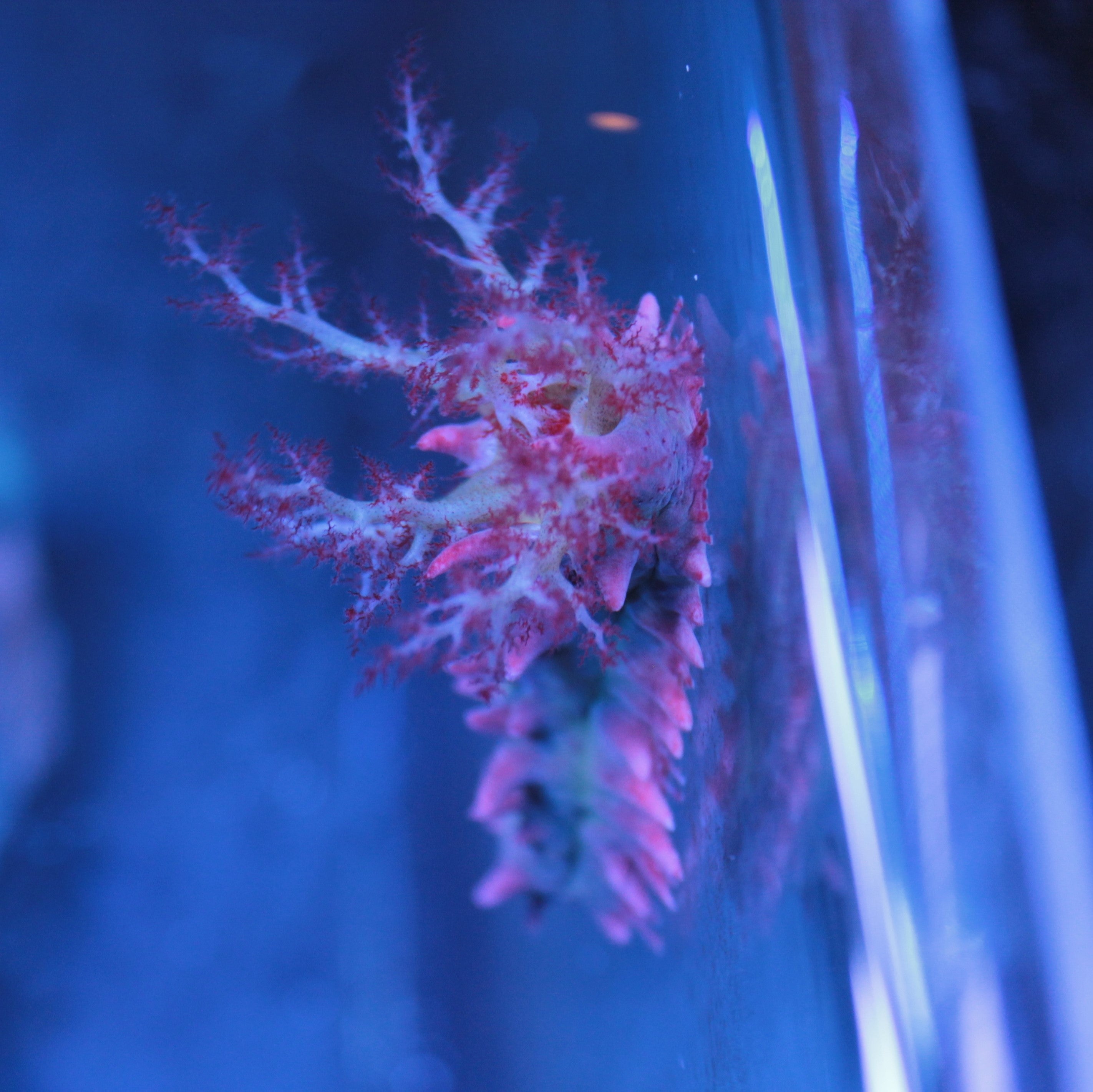 Pentacta Sea Cucumber (Colochirus sp)