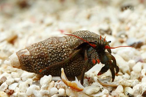 Red Tip Hermit Crab - Clibanarius digueti