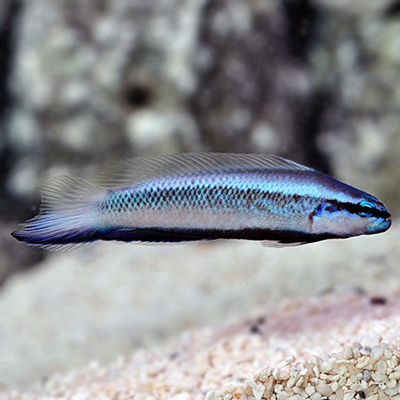 Electric Indigo Dottyback - Captive Bred - (P. fridmani x sankeyi)