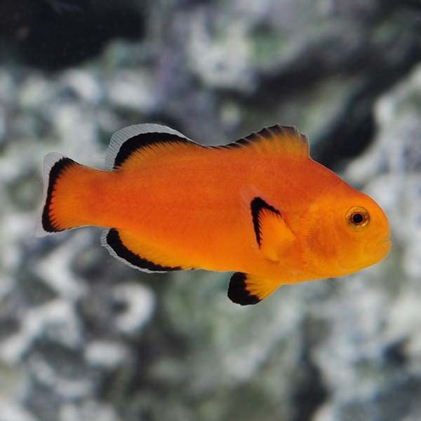 Naked Ocellaris Clownfish - Captive Bred - Small - 1" to 2"