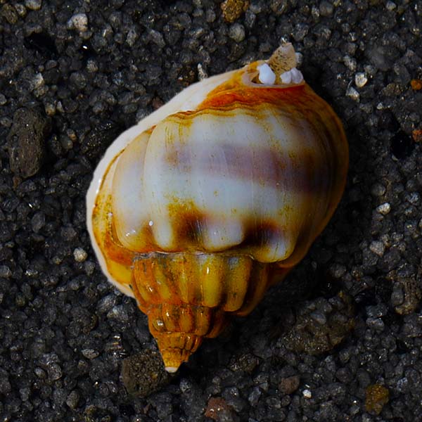 Nassarius Snail - Nassarius sp.