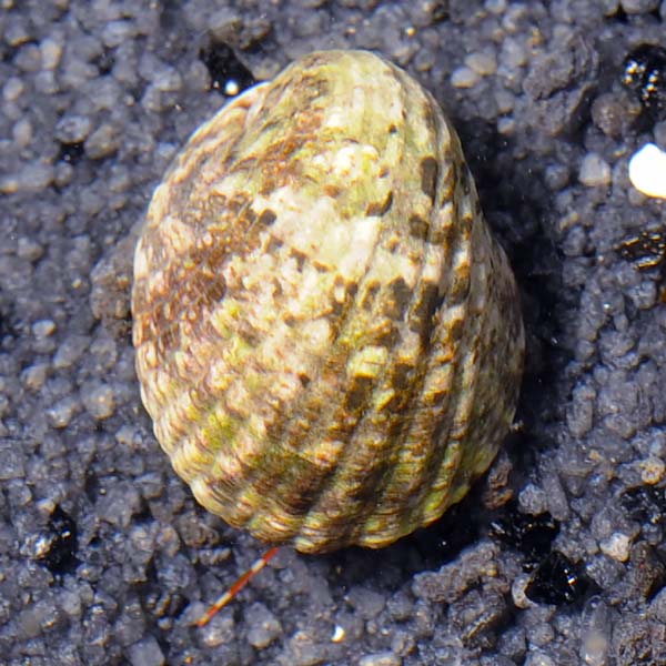 Nerite Snail - Nerita sp.