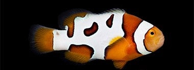 Premium Picasso Percula Clownfish - Captive Bred - Small - 1" to 1.25"