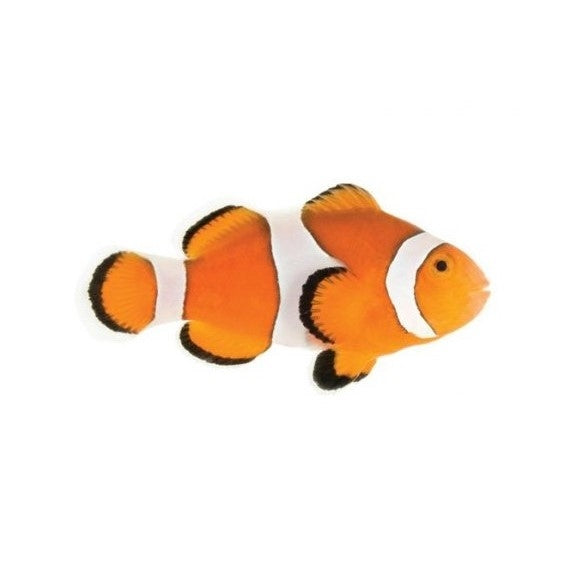 Ocellaris Clownfish - Captive-Bred - Small - 1" to 1.25"