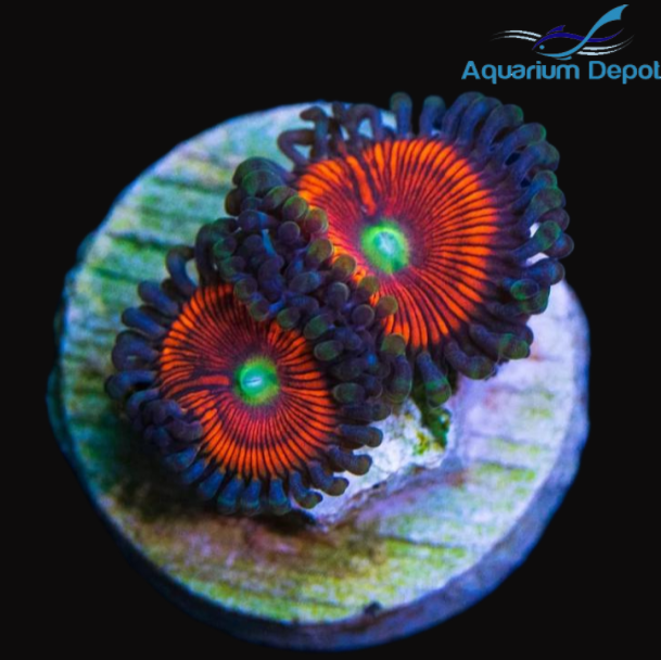 Gobstopper Zoa (Zoanthus sp.)