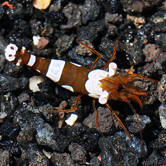 Sexy Dancer Anemone Shrimp - Thor amboinensis