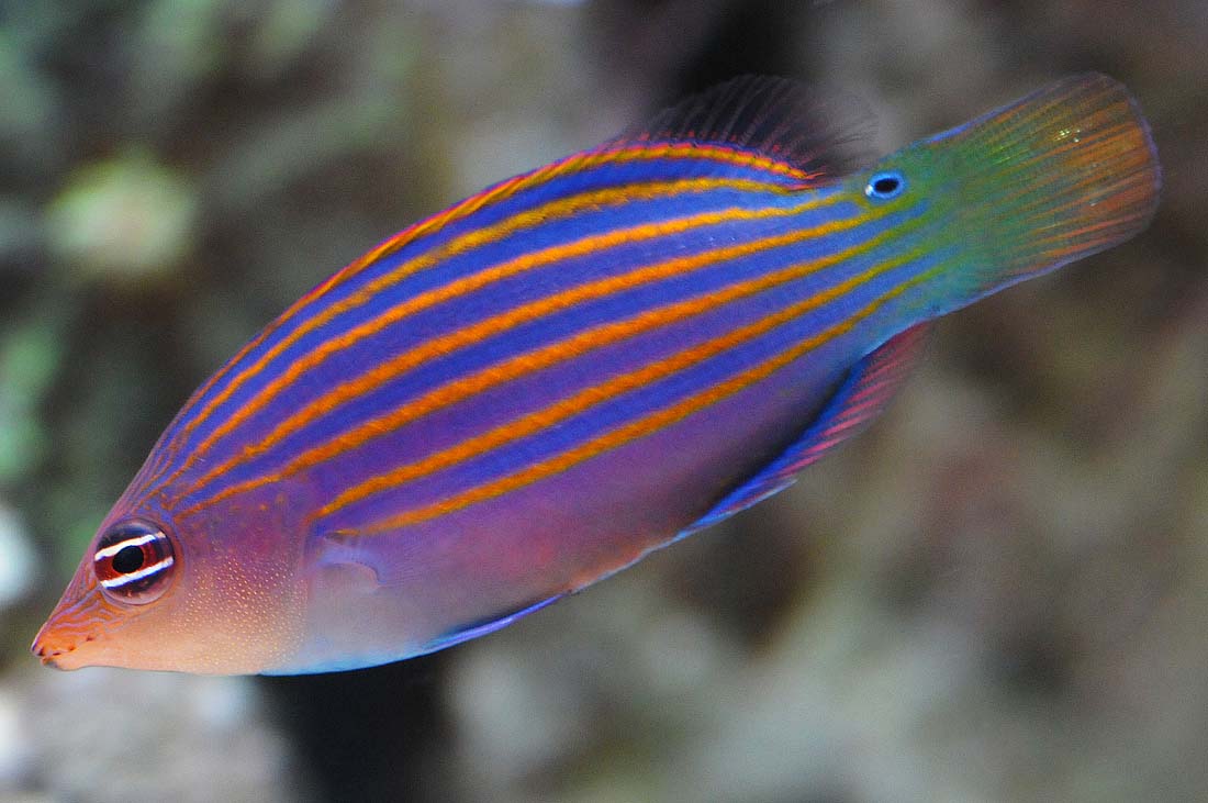 Six line Wrasse - Pseudocheilinus hexataenia