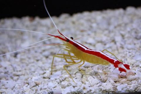 Skunk Cleaner Shrimp - Lysmata amboinensis