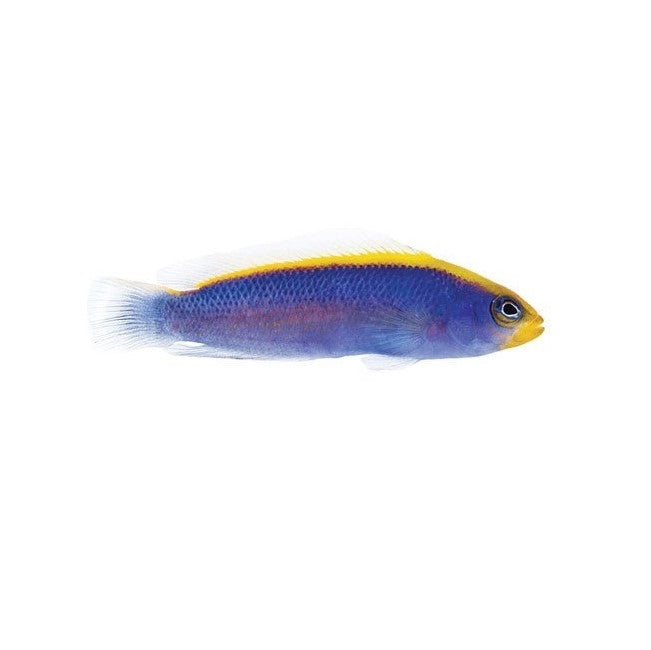 Sunrise Dottyback - Captive Bred - 1" to 2" (Pseudochromis flavivertex)