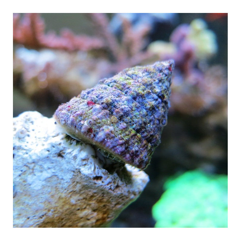 Turban Snail - Tectus fenestratus