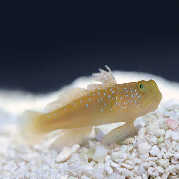 Yellow Watchman Goby - Cryptocentrus cinctus - Biota Captive Bred