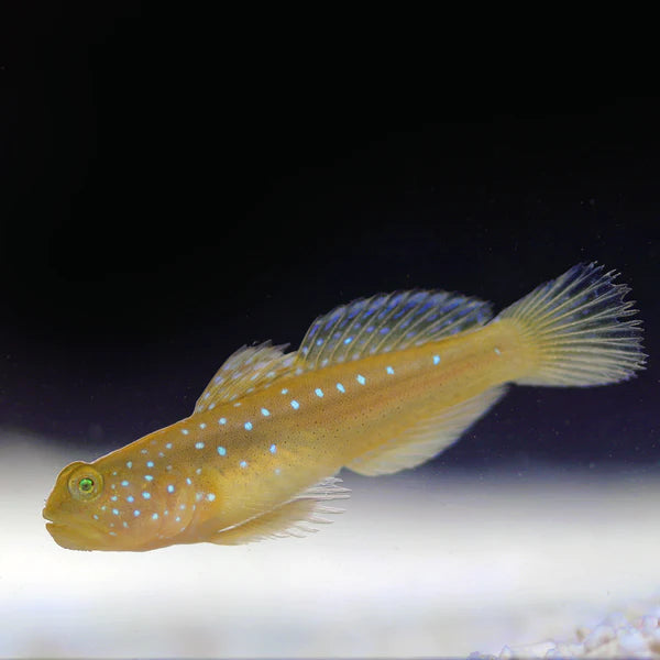 Yellow Watchman Goby - Cryptocentrus cinctus - Biota Captive Bred