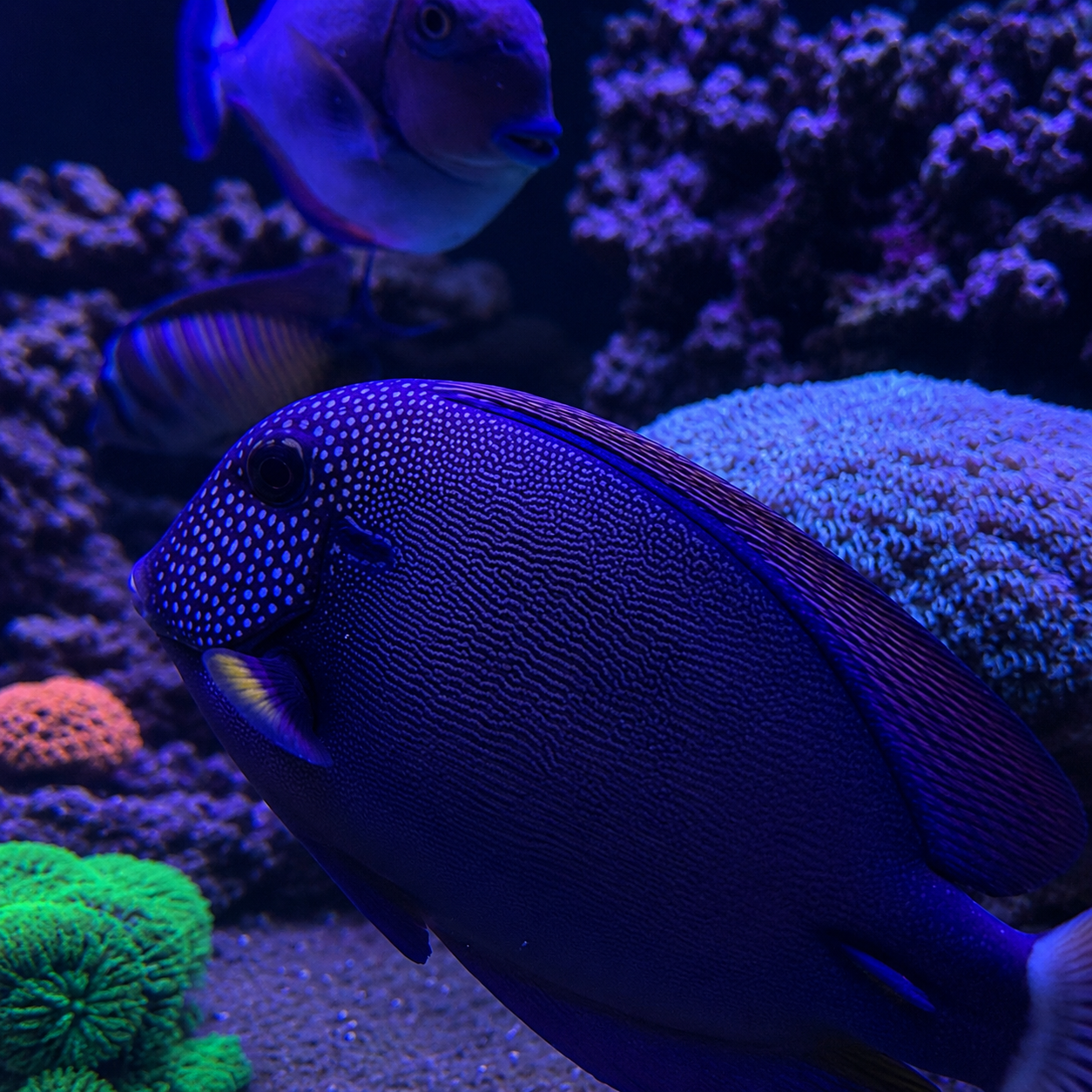 Maculiceps Tang Care Guide