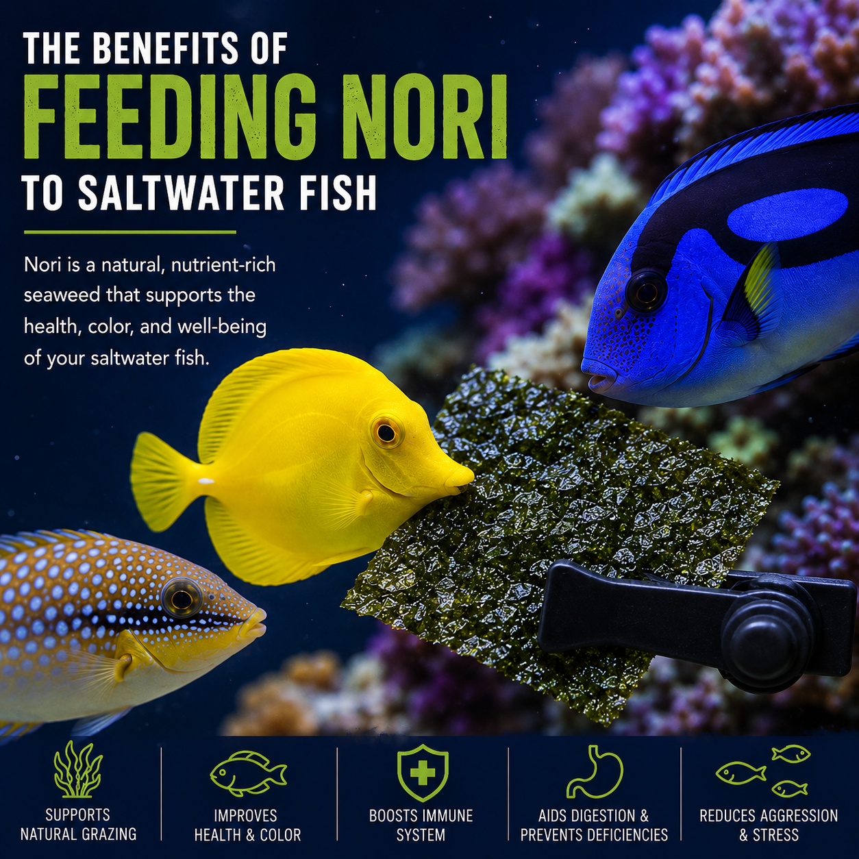 Why Feeding Nori to Saltwater Fish Is Important