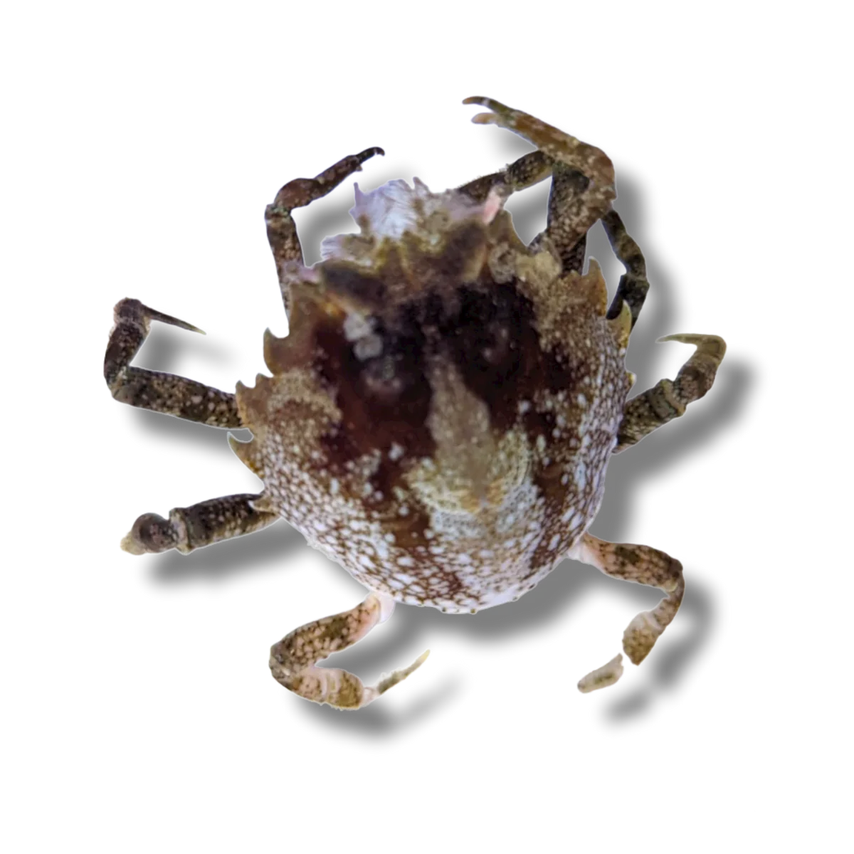 Pitho Crab (Pitho mirabilis) Care and Feeding for Canadian Reef Aquariums