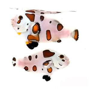 Super Storm Clownfish - Captive Bred - Small - 1" to 1.25"