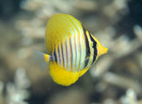 Desjardini Sailfin Tang - Zebrasoma desjardini