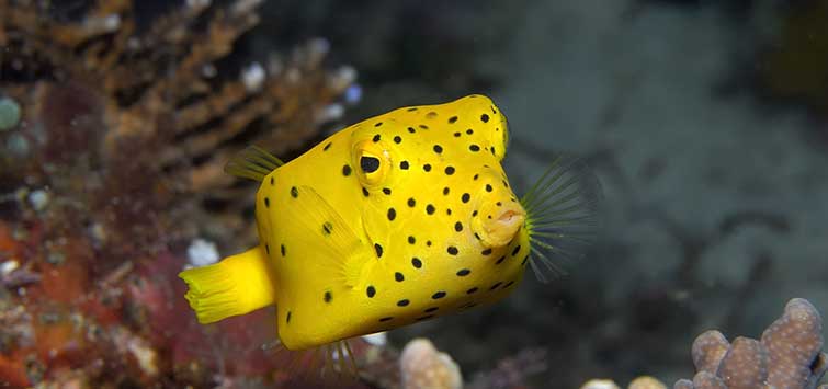 Yellow boxfish - Ostracion cubicus