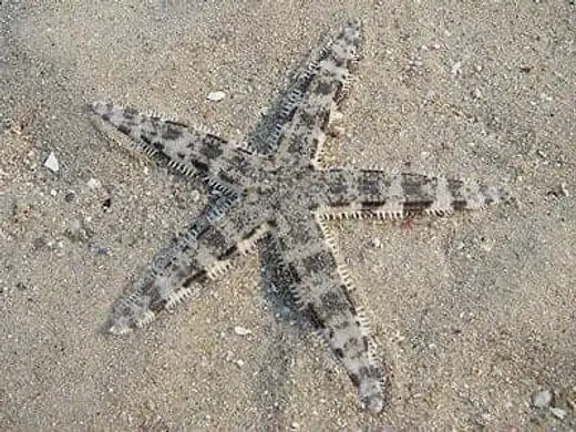 Sand Sifting Starfish - Astropecten polycanthus