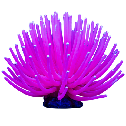 Glofish Pink Anemone