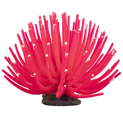 Glofish Pink Anemone