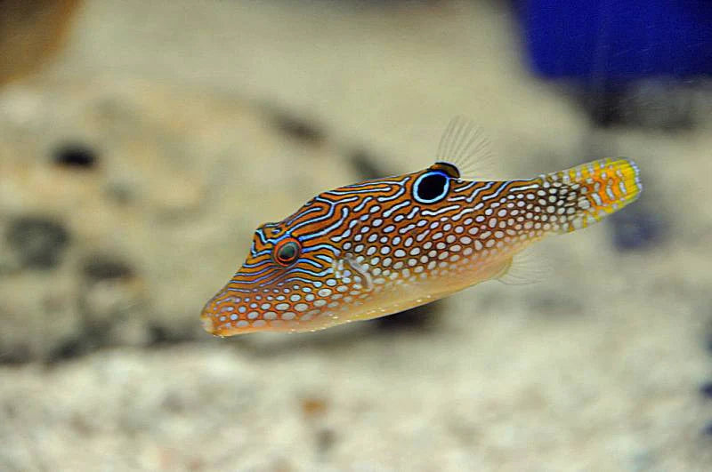 Blue Spot Puffer - Canthigaster solandri