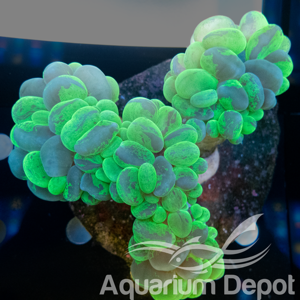 Bi-Colour Bubble Coral Colony WYSYWIG 2 (Plerogyra sinuosa)