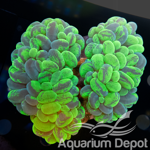 Bi-Colour Bubble Coral WYSYWIG 4