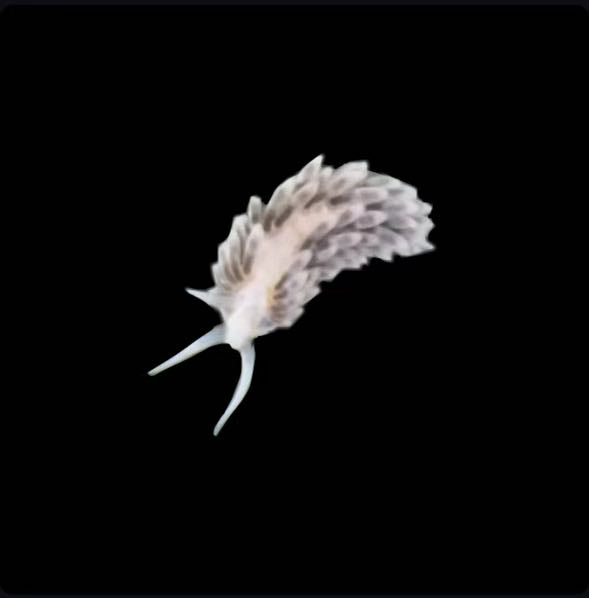 Berghia Nudibranch - Aiptasia Eating Sea Slug