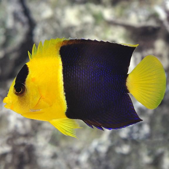 Bicolor Angelfish - Centropyge bicolor
