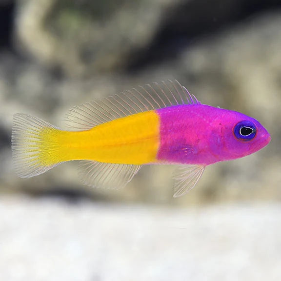 Bicolor Dottyback - Pictichromis paccagnellae