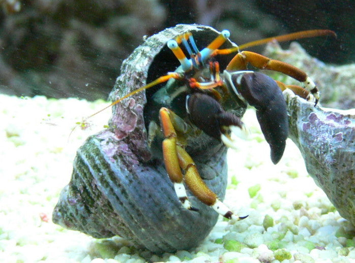 Blue Eyed Hermit Crab - Calcinus laevimanus