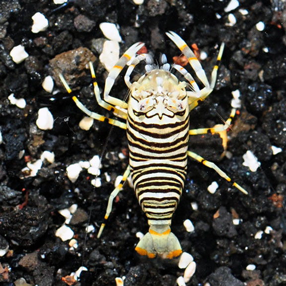 Bumble Bee Shrimp - Gnathophyllum americanum