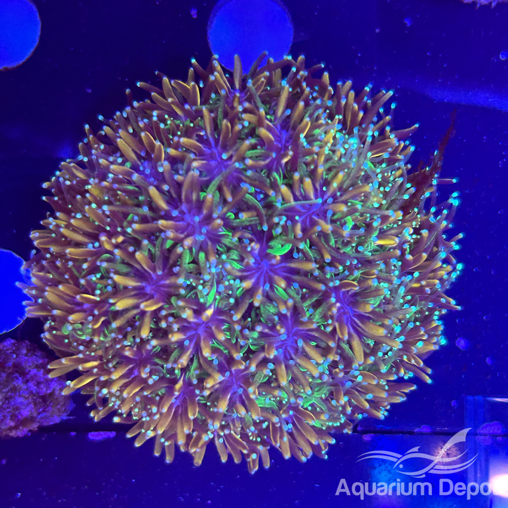 Ranibow Galaxea Coral (Galaxea fascicularis)