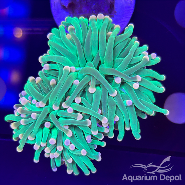 Pink Tip Neon Green Torch Coral – Under The Sea Niagara