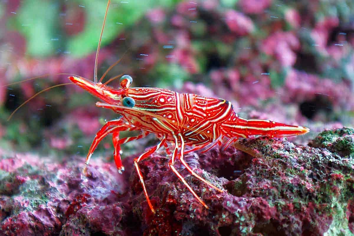 Camel Shrimp - Rhynchocinetes uritai