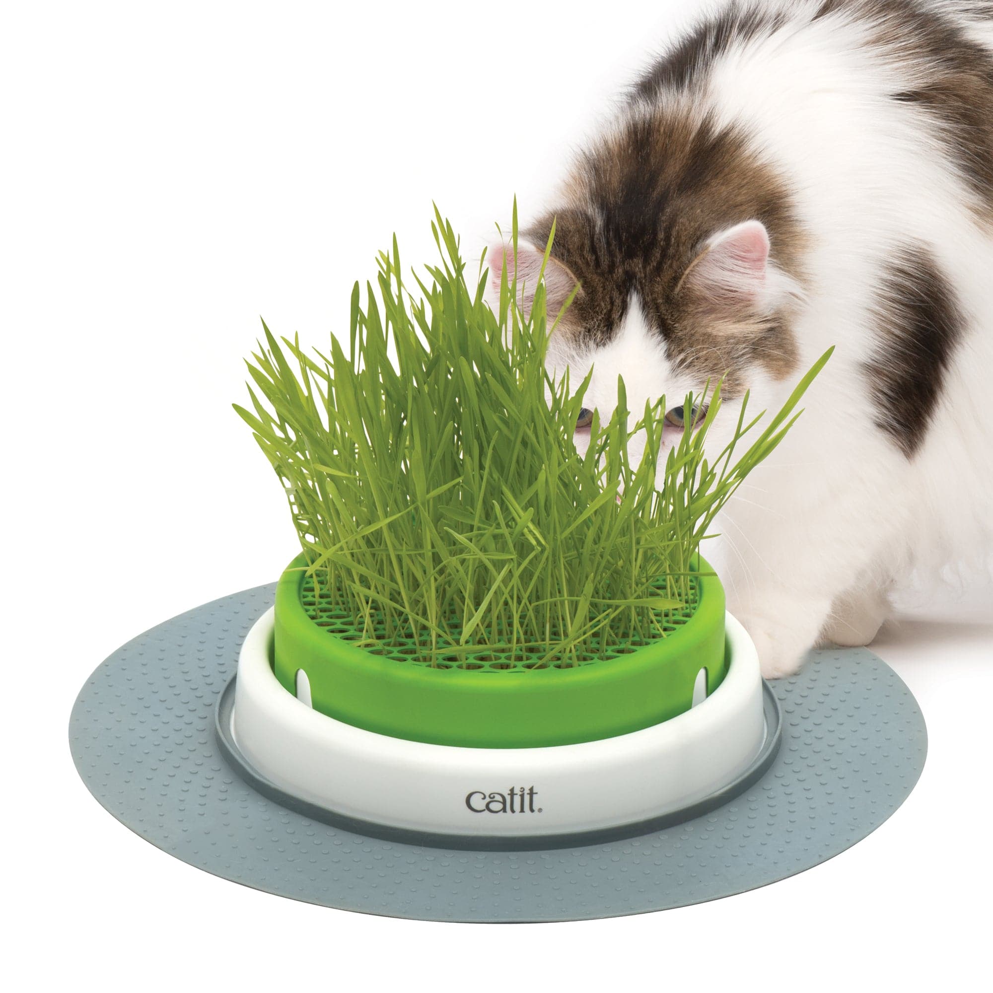 Catit Senses 2.0 Grass Planter - The Pet Source