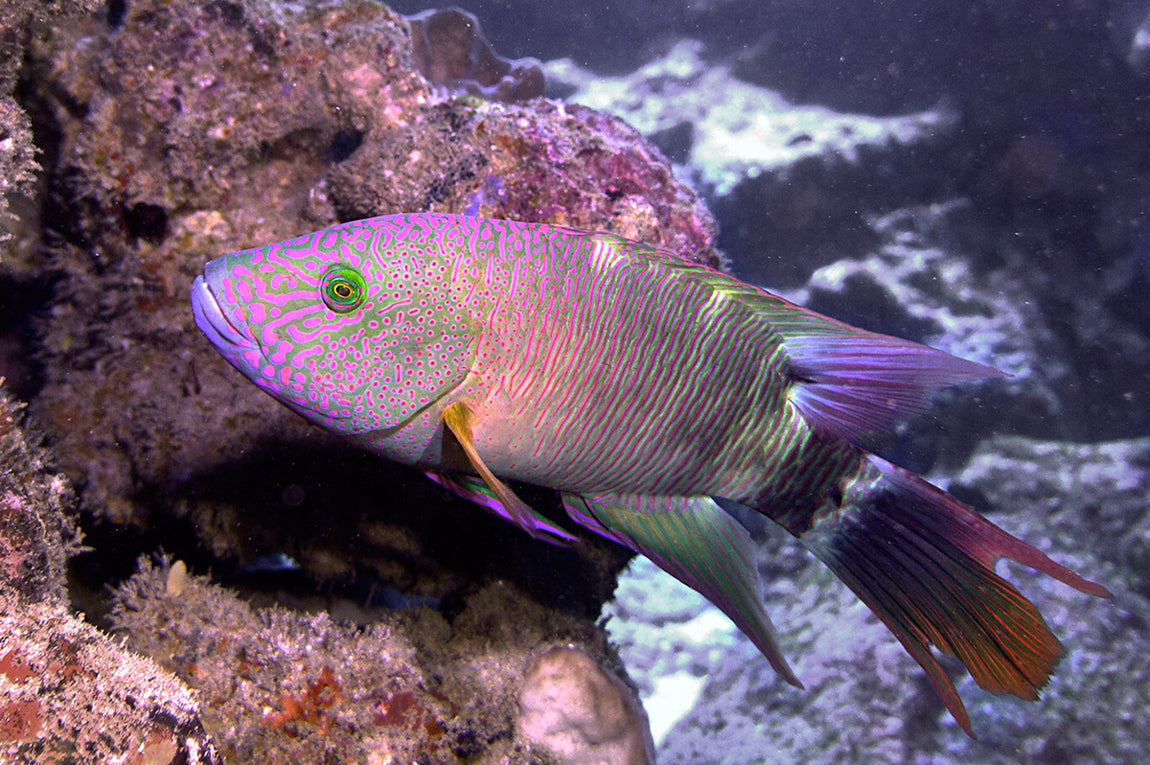 Tripletail Maori Wrasse - Cheilinus trilobatus