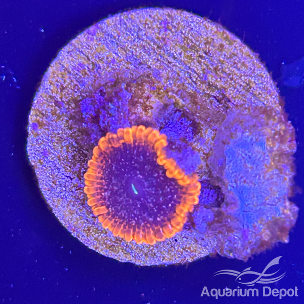 Orange Rim Purple Mouth Zoa 1-2 polyps(Zoanthus sp.)
