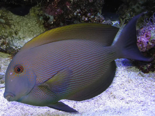 Orange Stripe Bristletooth Tang - Ctenochaetus striatus