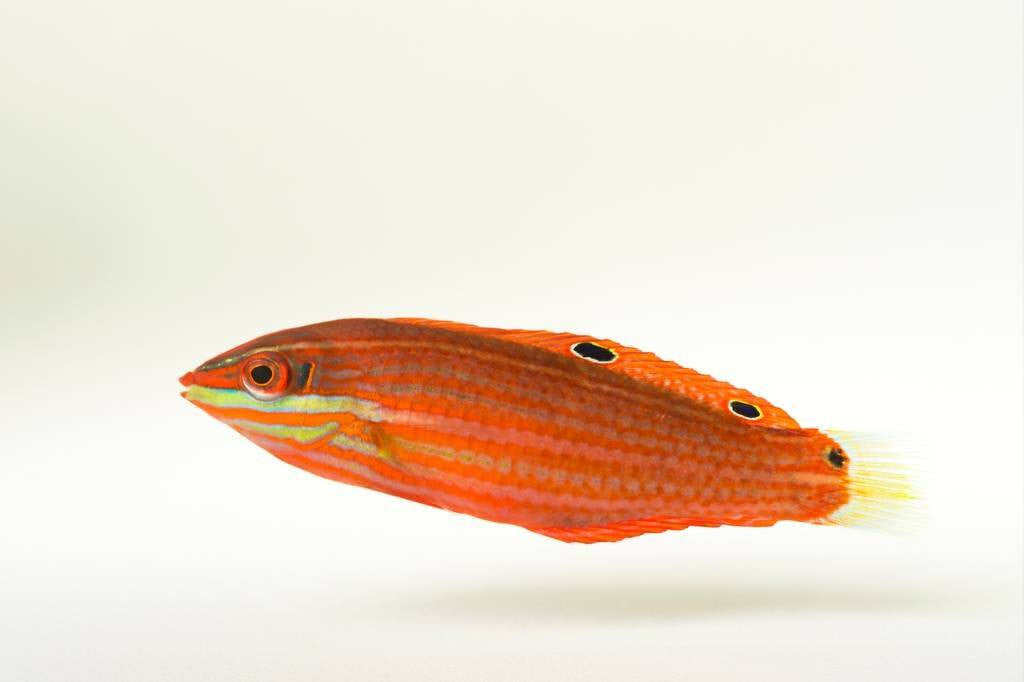 Red-Lined Wrasse - Halichoeres biocellatus