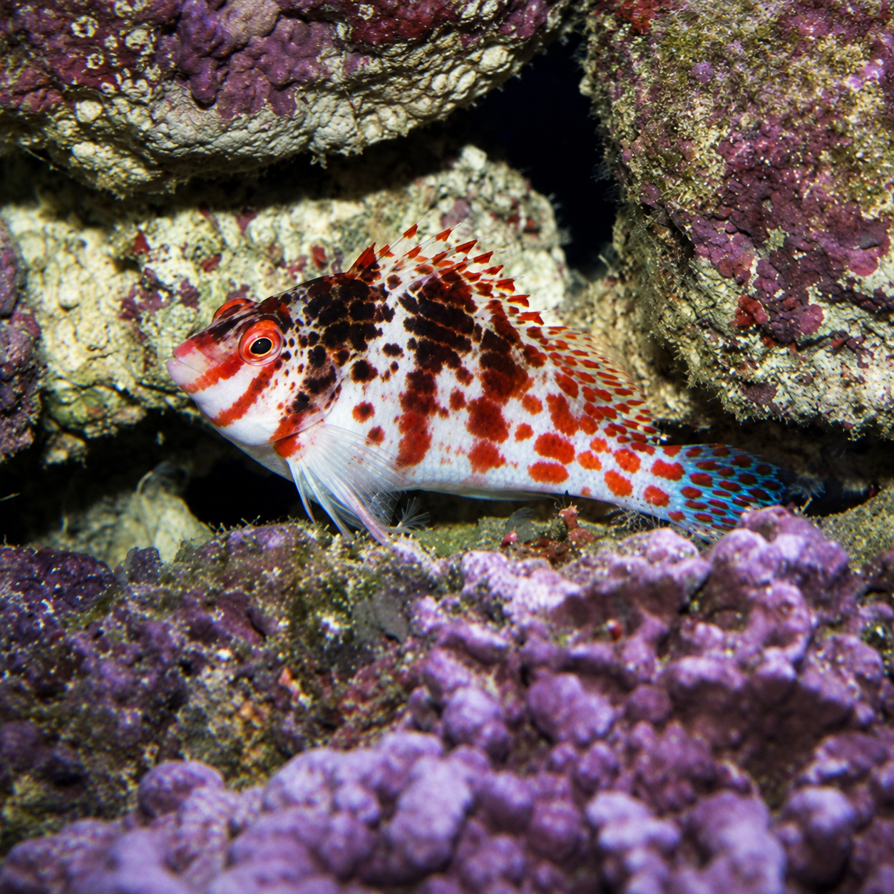 Falco Hawkfish - Cirrhitichthys falco