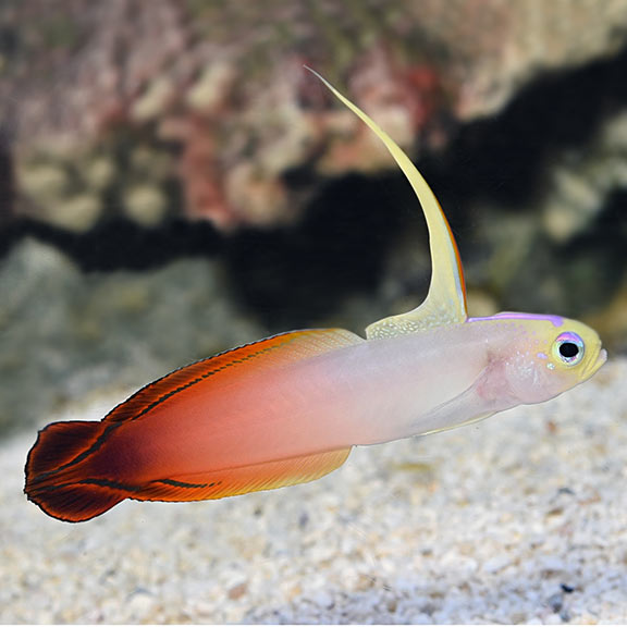 Firefish - Nemateleotris magnifica