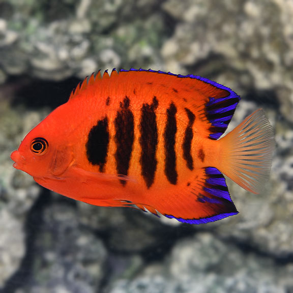 Flame Angelfish - Centropyge loricula